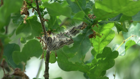Nest mit Raupen des Eichenprozessionsspinners