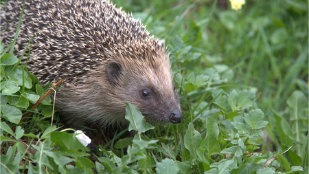 Igel auf einer Wiese