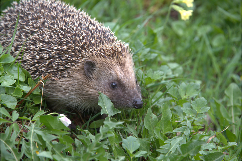 Igel auf einer Wiese
