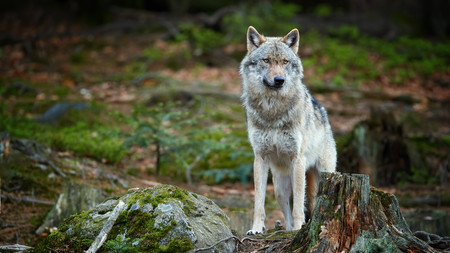 Europäischer Wolf