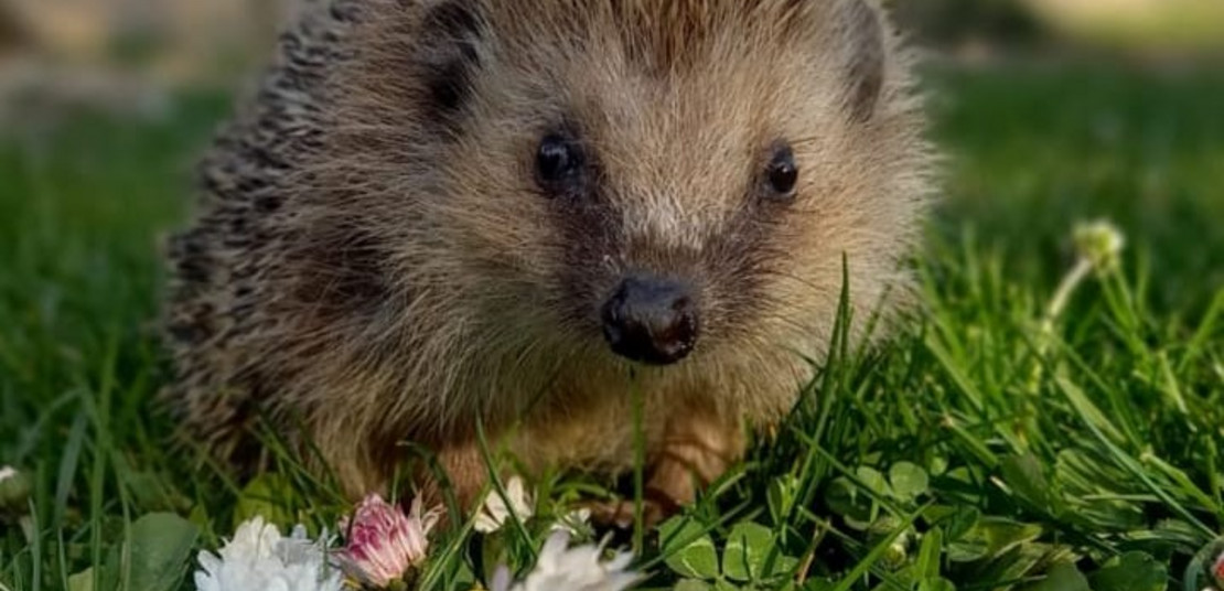 Igel auf einer Wiese