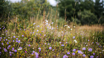 Graue Skabiose (lila blühend) sorgt noch für einige bunte Farbtupfer auf Trockenrasenflächen