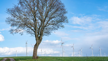 Ansicht Baum, im Hintergrund Windräder