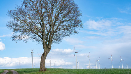 Ansicht Baum, im Hintergrund Windräder