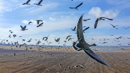 Tundrasaatgänse über einem Feld