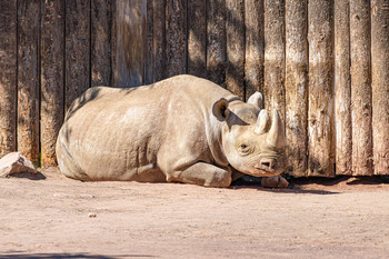 Nashorn
