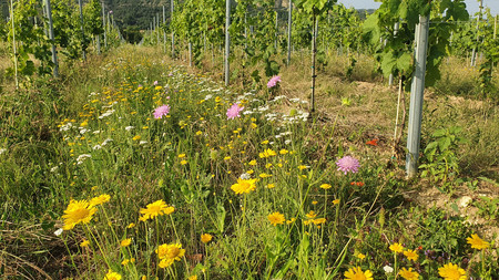 Pfortenser Koeppelberg