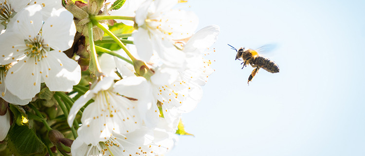 eine Biene im Anflug auf eine Apfelblüte
