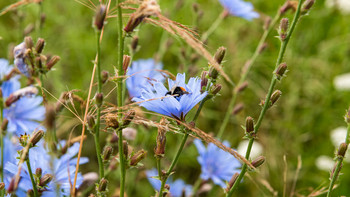 blaublühende Wiesenblume
