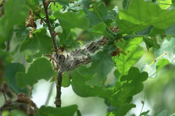 Nest mit Raupen des Eichenprozessionsspinners