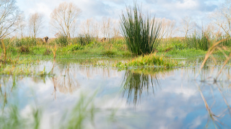 Biosphärenreservat Drömling