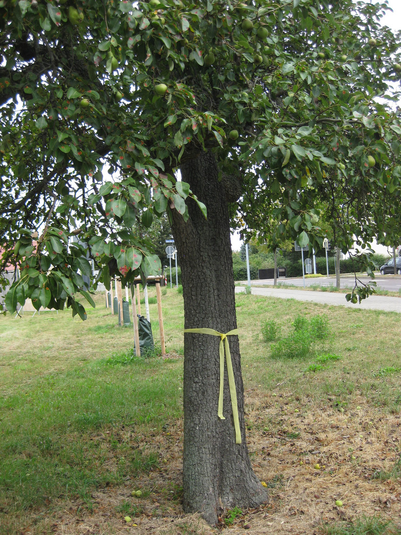 Birnbaum mit gelbem Band am Stamm