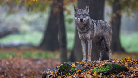 Wolf in seinem natürlichen Lebensraum