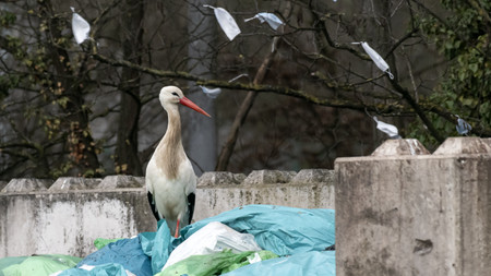 Storch, der zwischen blauen Plastikmüllsäcken steht