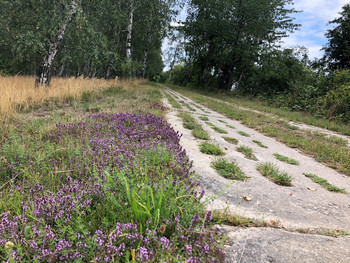 Kolonnenweg Grünes Band