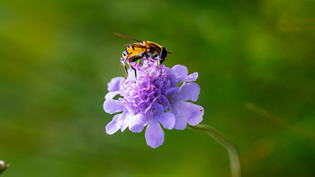 Blüte der Grauen Skabiose mit Insekt in Nahaufnahme