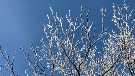 Baum im Winter mit blauem Himmel