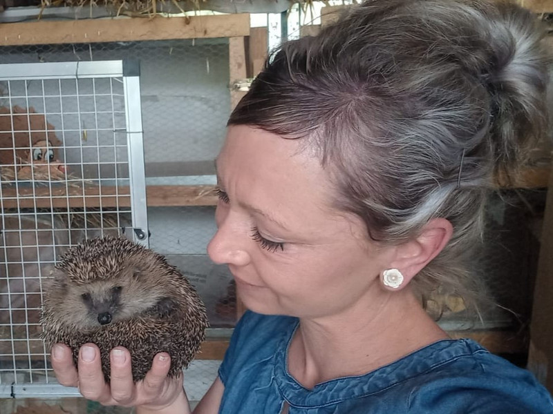verletzter Igel in der Igelstation