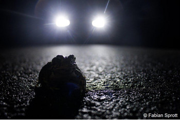 Auf einer Straße wandernde Kreuzkröte im Scheinwerferlicht