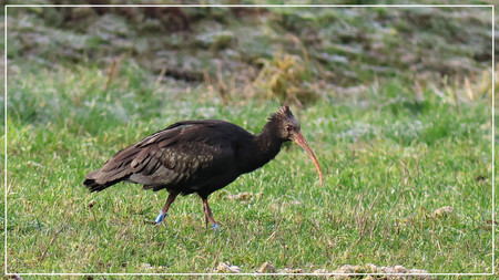 seltener Waldrapp, Gemeinde Neuferchau